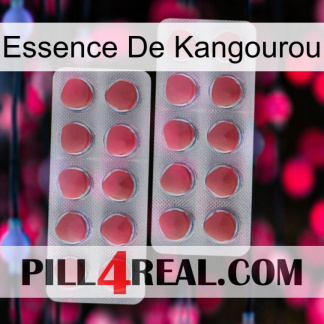 Kangaroo Essence 19